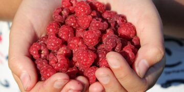 Brewing Brainpower: Exploring the Links Between Coffee Consumption and Enhanced Cognitive Function