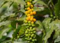 Boost Your Day with a Coffee Kick: Unleashing Natural Energy