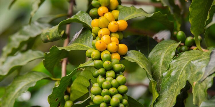 Boost Your Day with a Coffee Kick: Unleashing Natural Energy