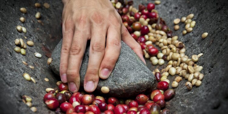 Unlocking the Aroma: The Journey of Organic Coffee Beans