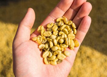 Exploring the Rich World of Medium Roast Beans