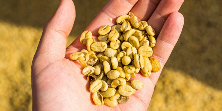 Exploring the Rich World of Medium Roast Beans
